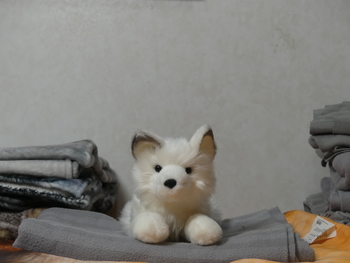 Unnamed 14 (Arctic Fox, Douglas)